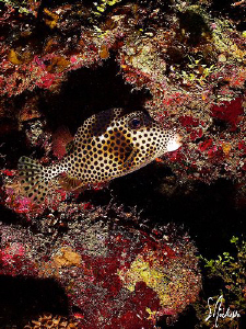 This image of a Smoooth Trunkfish was taken while diving ... by Steven Anderson 